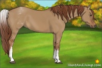 Horse Color:White Spotted Red Dun 