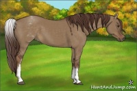 Horse Color:White Spotted Liver Red Dun