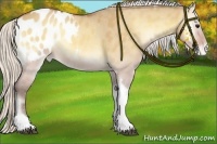 Horse Color:Silver Buckskin Onyx Tobiano Blanket 