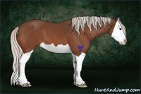 Horse Color:Silver Bay Splash