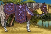Horse Color:Brown Appaloosa and Silver Brown Appaloosa
