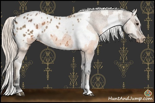 Horse Color:Buckskin Appaloosa and Palomino Appaloosa