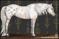 Horse Color:Buckskin Varnish and Palomino Varnish