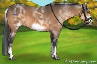 Horse Color:White Spotted Buckskin Frame