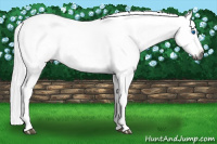 Horse Color:Gray Black Sabino Frame 
