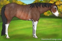 Horse Color:Bay Sabino Rabicano 