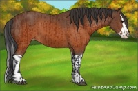 Horse Color:Brown Appaloosa and Brown Splash Appaloosa