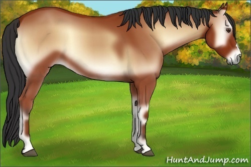 Horse Color:Bay Onyx 