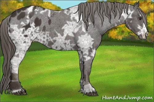 Horse Color:Liver Chestnut Ice Appaloosa 