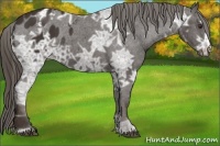 Horse Color:Liver Chestnut Ice Appaloosa 