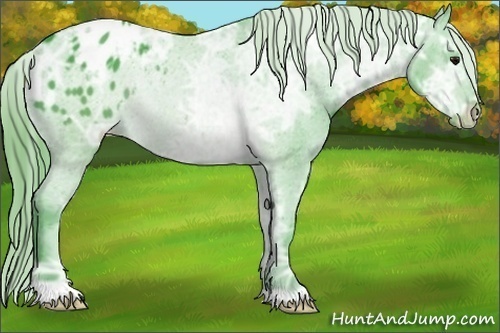 Horse Color:Watercolor Buckskin Ice Appaloosa 