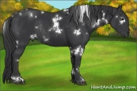 Horse Color:White Spotted Black Rabicano 