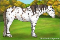 Horse Color:Plaid  White Spotted Brown Splash Appaloosa 