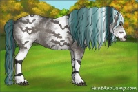Horse Color:Painted White Spotted Grullo Rabicano 