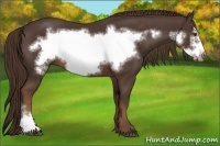 Horse Color:Liver Chestnut Frame 