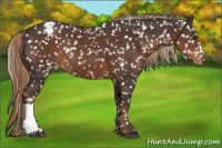 Horse Color:Liver Chestnut Snowflake Varnish Rabicano 