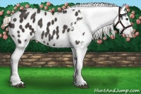 Horse Color:Liver Red Roan Appaloosa 