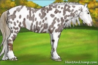 Horse Color:Liver Red Roan Near Leopard 