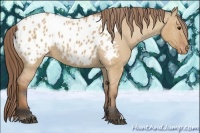 Horse Color:Bay Dun Appaloosa 