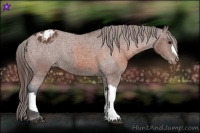 Horse Color:Brown Appaloosa and Bay Appaloosa