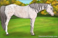 Horse Color:Brown Ice Appaloosa  and Brown Ice Appaloosa 
