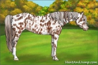Horse Color:Brown Appaloosa  and Chestnut Appaloosa 