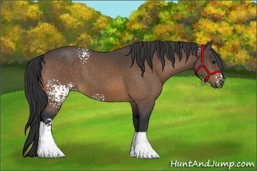 Horse Color:White Spotted Buckskin
