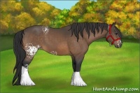 Horse Color:White Spotted Buckskin
