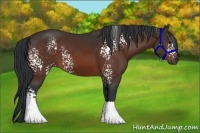 Horse Color:White Spotted Bay 
