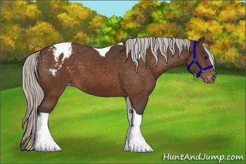 Horse Color:Silver Bay Tobiano Appaloosa