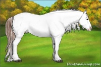Horse Color:White Spotted Buckskin Onyx Appaloosa  and White Spotted Brown Onyx Tobiano Appaloosa 