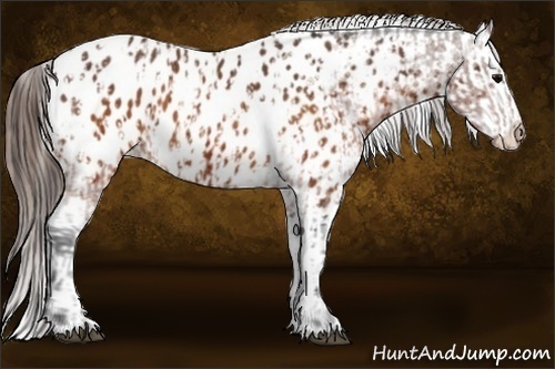 Horse Color:Brown Appaloosa and Brown Appaloosa