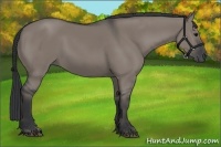 Horse Color:Grullo