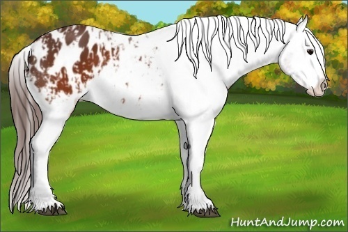 Horse Color:Brown Appaloosa  and Brown Appaloosa 