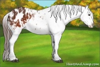 Horse Color:Brown Appaloosa  and Brown Appaloosa 