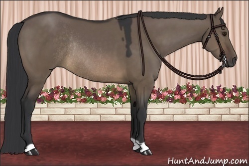 Horse Color:Brown Dun Rabicano