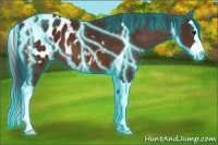 Horse Color:Thunderstruck Bay Sabino Splash Appaloosa 