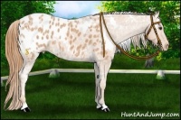 Horse Color:White Spotted Chestnut Ice Appaloosa