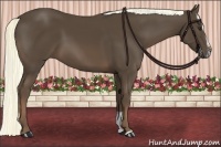 Horse Color:Liver Chestnut Sabino