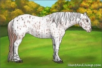 Horse Color:Brown Appaloosa  and Brown Frame Appaloosa 