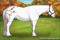Horse Color:Chestnut Snowflake Varnish