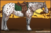 Horse Color:Brown Appaloosa  and Brown Splash Appaloosa 