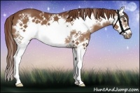 Horse Color:Chestnut Splash Frame