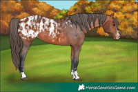 Horse Color:Brown Appaloosa  and Brown Appaloosa 