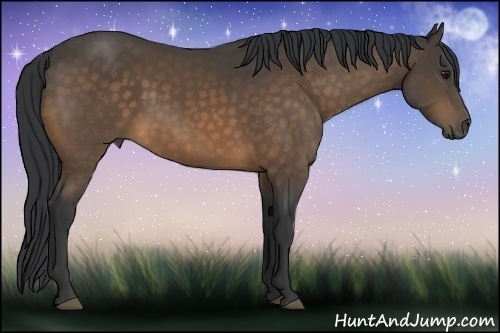 Horse Color:Buckskin 