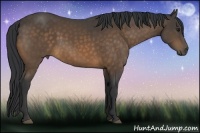 Horse Color:Buckskin 