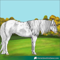 Horse Color:Silver Grullo Chinchilla Splash Tobiano 