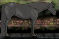 Horse Color:Smoky Black