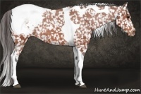Horse Color:Bay Tobiano Appaloosa Rabicano 