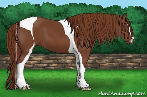 Horse Color:Chestnut Sabino Tobiano 